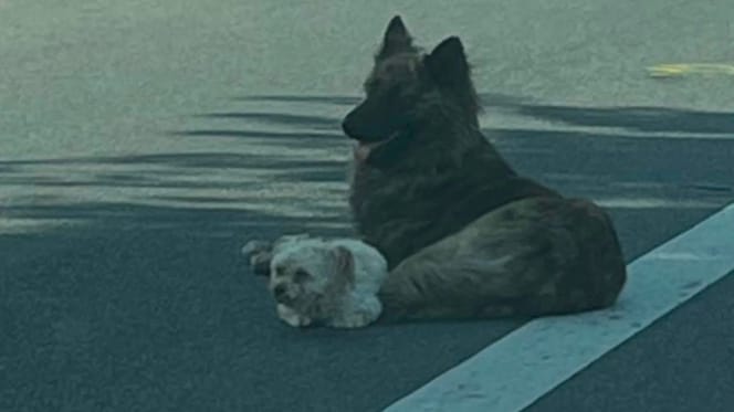 Chiens allongés sur la route