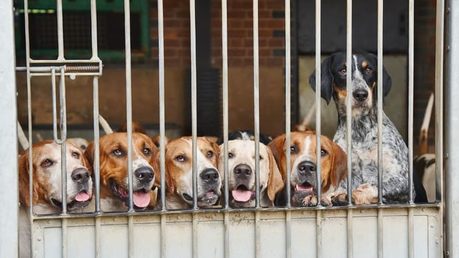 Chiens dans des chenils