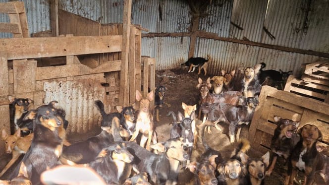 Chiens dans des conditions insalubres