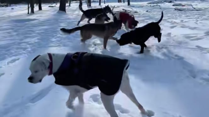 Chiens dans la neige