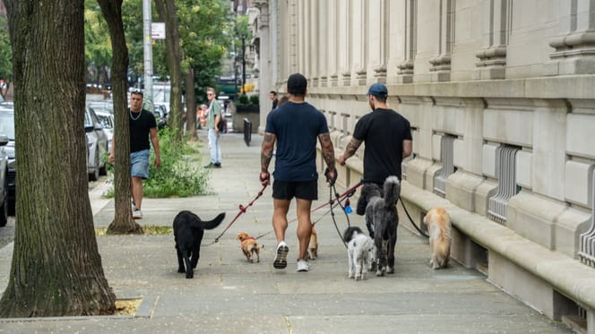 Cani a New York