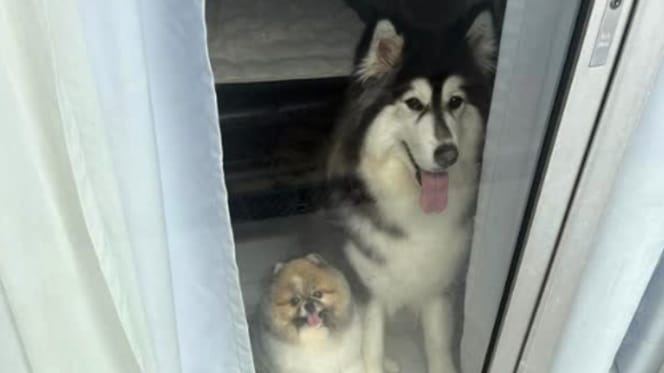 Dogs in front of the door
