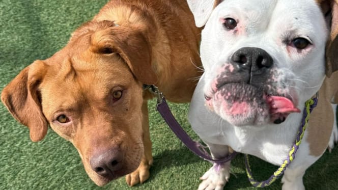 Hunde im Tierheim
