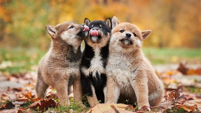 chiens japonais