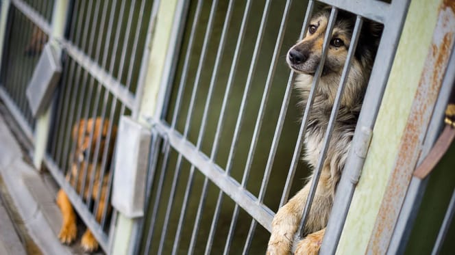 Dogs in a shelter
