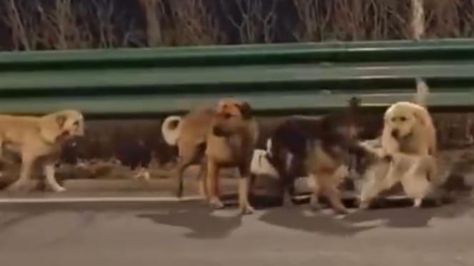 Honden die naar huis terugkeren