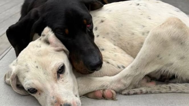 Chiens retrouvés par Inoxtag