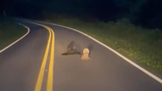 chiens route