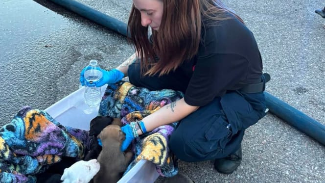 Aus einem Brand gerettete Hunde