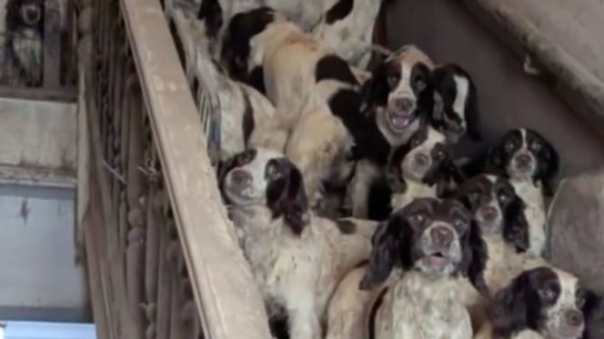 Engelse Springer Spaniels