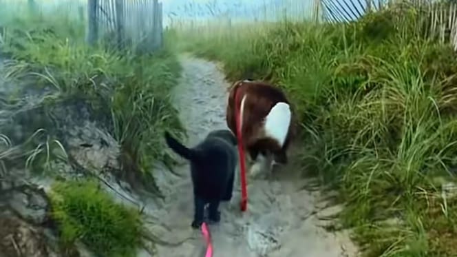 Cani sulla spiaggia