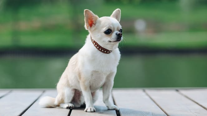 Chihuahua