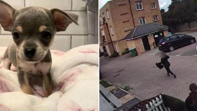 chihuahua and woman running off with dog