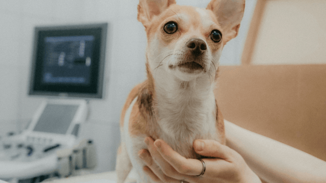 Chihuahua at the vet