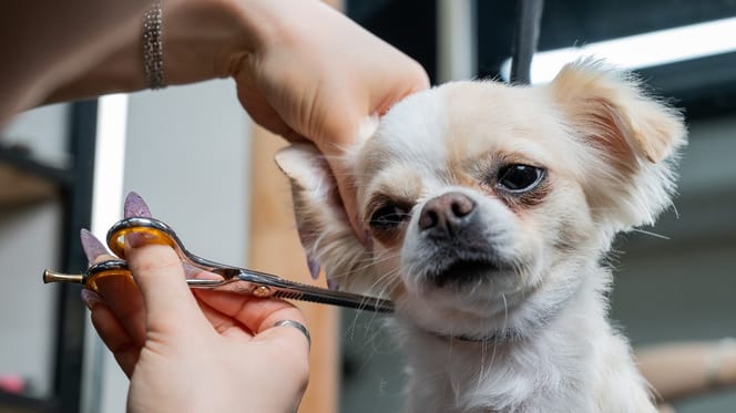 Chihuahua beim Hundefriseur