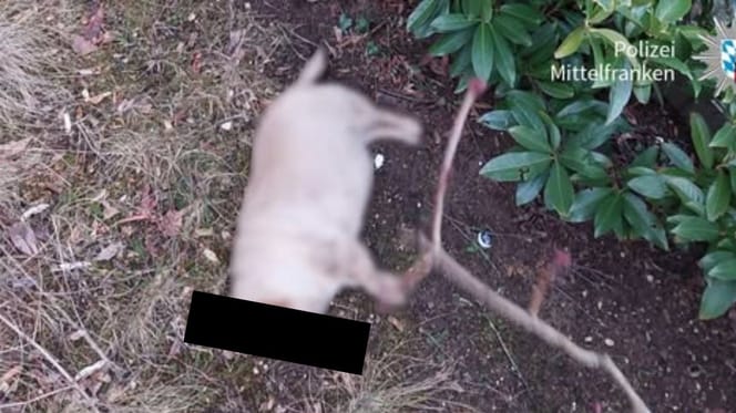 Chihuahua-Mischling "Lili"