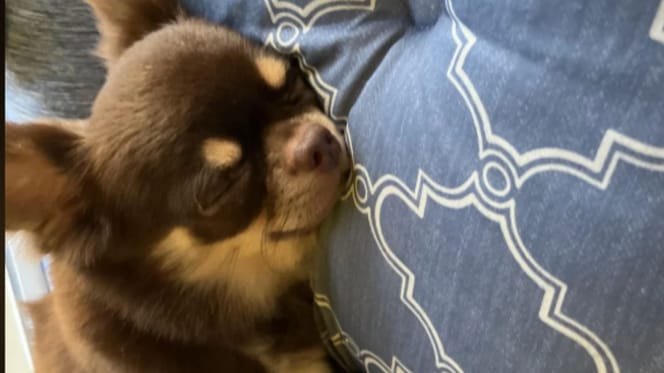 Chihuahua qui dort