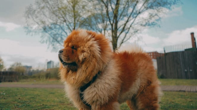 Chinezen geven veel geld uit aan hun honden