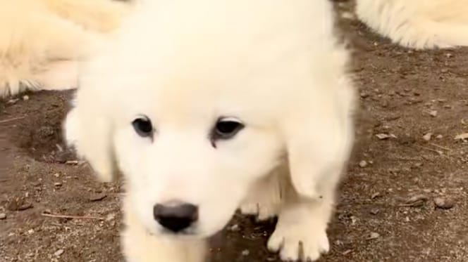 chiot