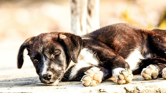 Abandoned puppy
