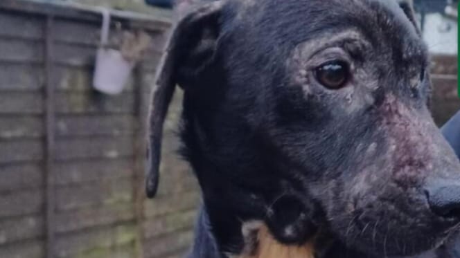 Cucciolo abbandonato