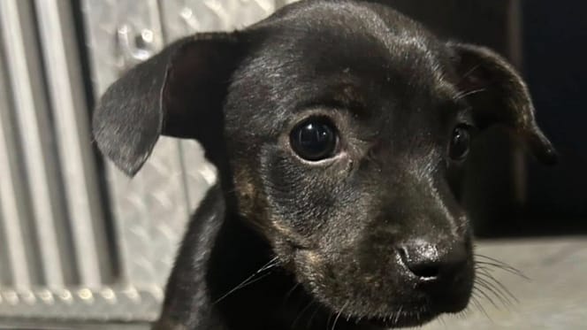 Achtergelaten puppy