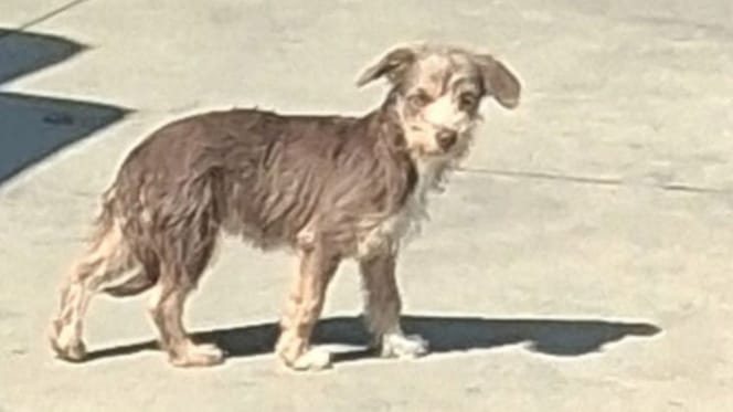 Cucciolo abbandonato