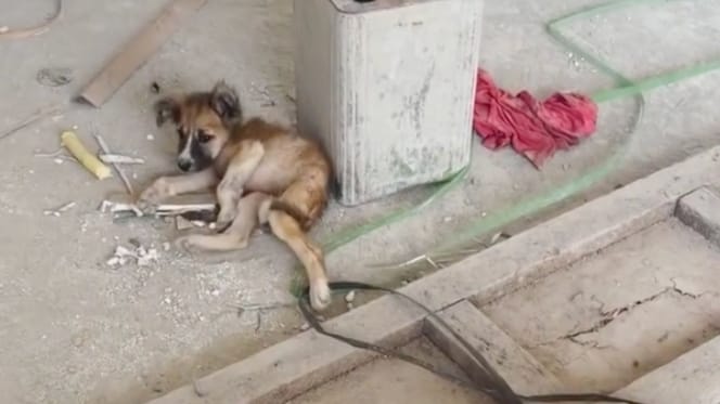 Abandoned puppy