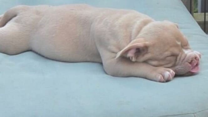 Chiot bec de lièvre