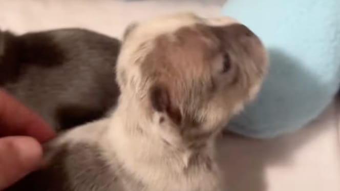 Chiot Bouledogue français