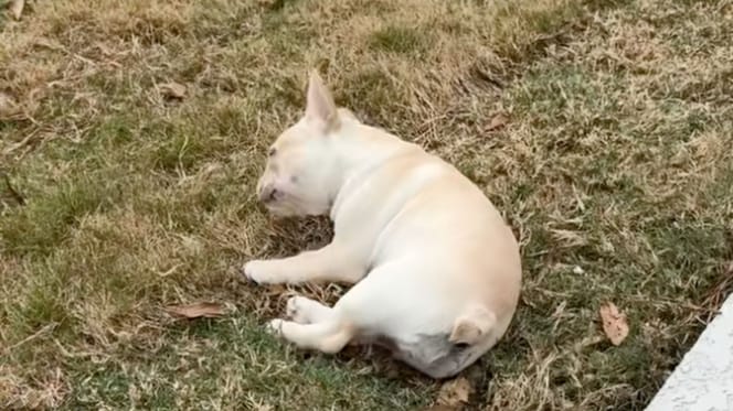 Chiot Bouledogue français