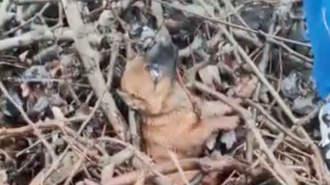 Cucciolo intrappolato tra i rami