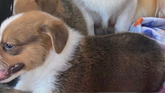 Chiot Corgi
