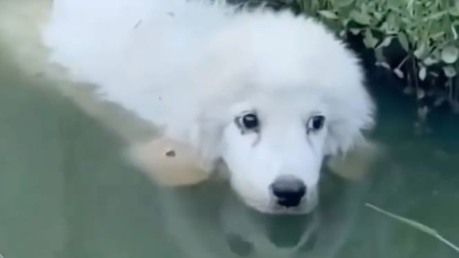 Puppy in een waterpoel