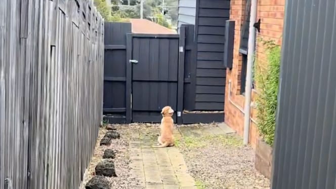 Chiot devant portail