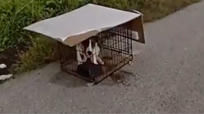 Chiot enfermé dans une cage