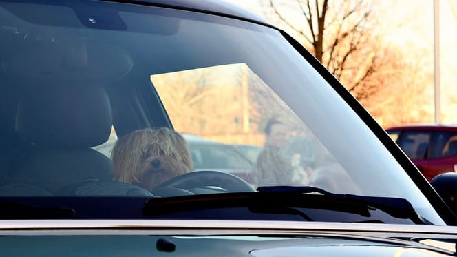 Puppy locked in a car