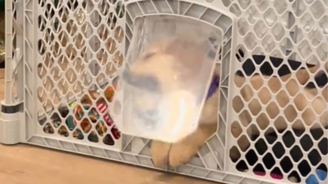 Golden Retriever puppy