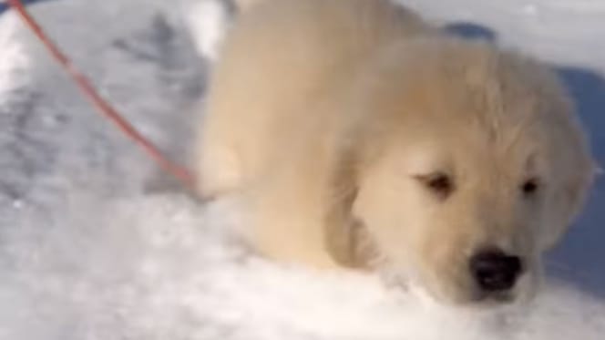 Golden Retriever puppy