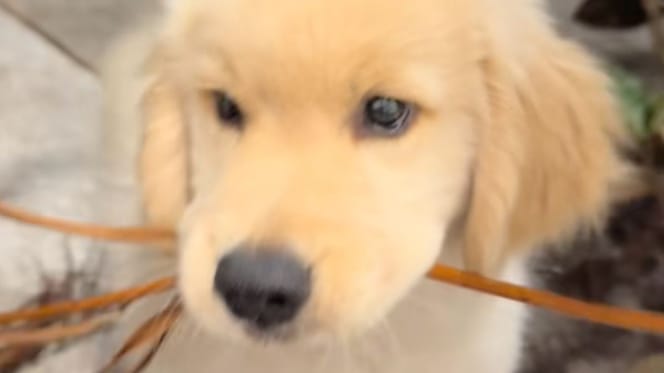Chiot Golden Retriever