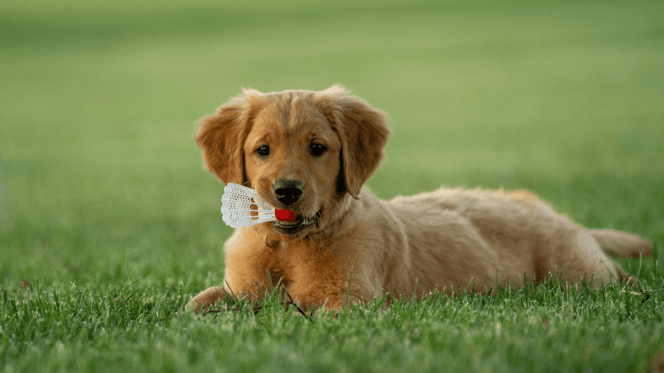 Golden Retriever Welpe spielt im Gras