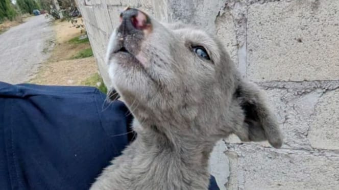 Stray grey puppy