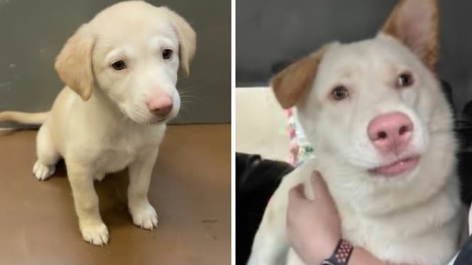 Labrador puppy