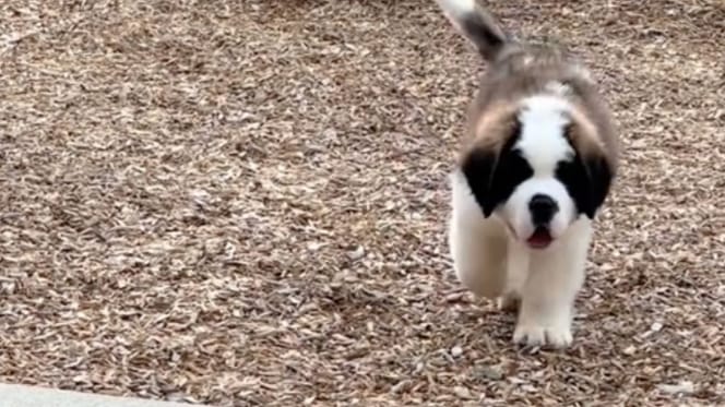 Chiot Saint-Bernard