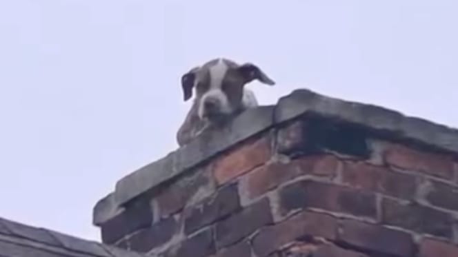 Welpe auf einem Schornstein
