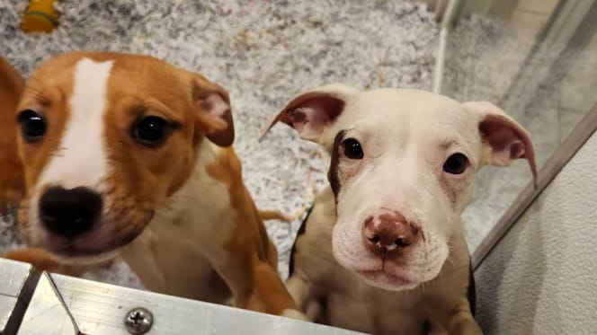 Puppies