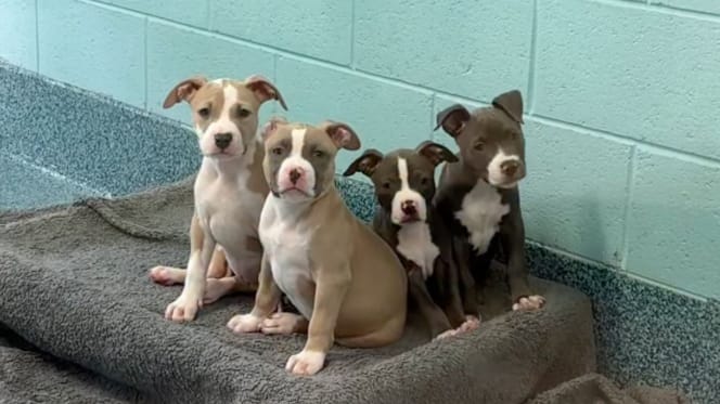 Cachorros en adopción