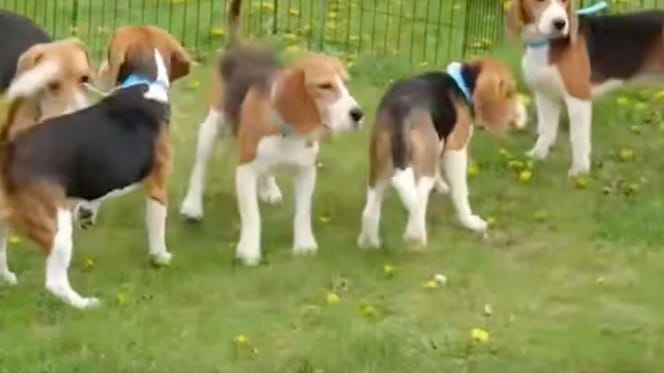 cuccioli di Beagle