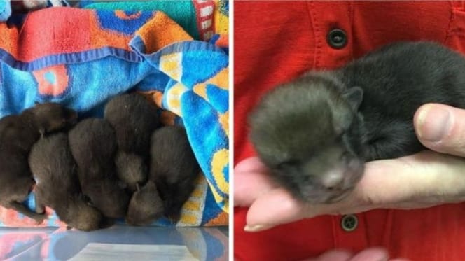 Puppies baby foxes