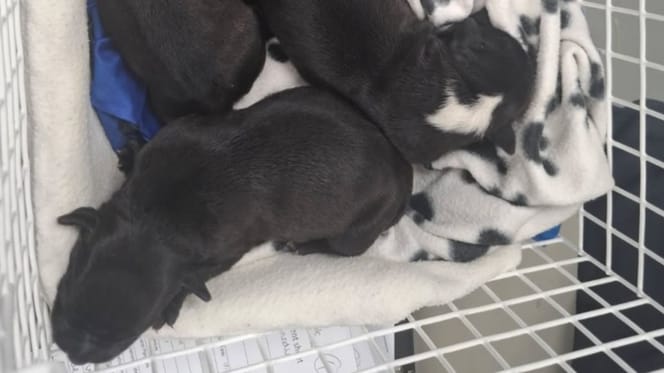 chiots jetés dans un sac poubelle